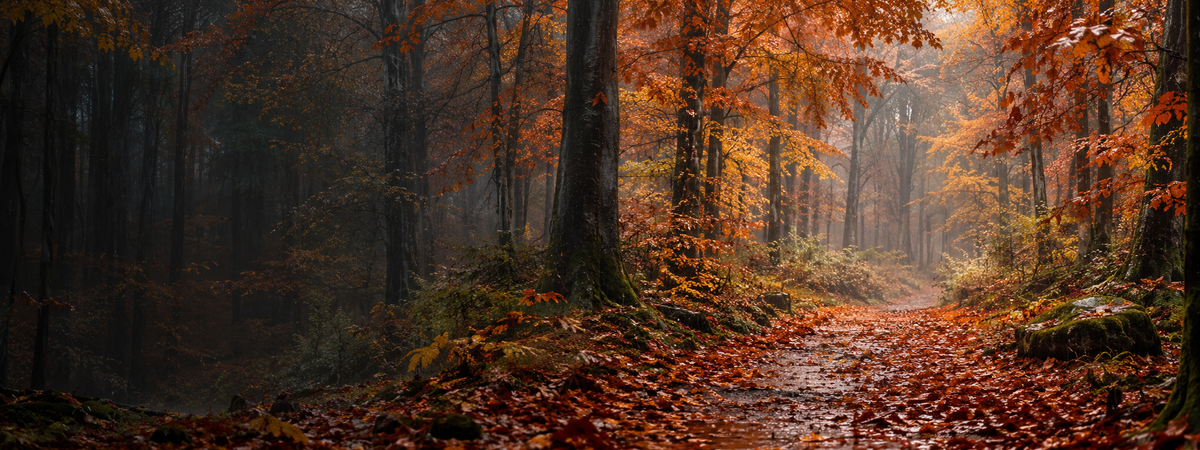 Herfstbos met lichte regen voor de herfstbanner van Atelier Sophia Luna